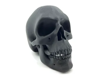 eXODA Totenkopf Skulptur Schädel Skulptur als Dekoration oder Lehrmittel