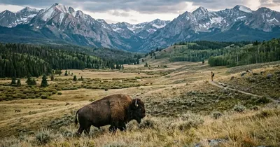 Dramatische Vorfälle im Yellowstone-Nationalpark: Bison-Angriffe auf Touristen