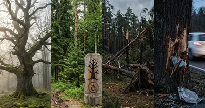 Aktuelle Entwicklungen und Ereignisse rund um Bäume in Deutschland